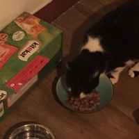photo de livraison pour Les Chats Libres Condom 32