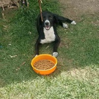 photo de livraison pour Silver Dog Srebrenica