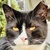 photo animal