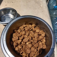 photo de livraison pour Serbian Society for the Protection of Animals - SSPA