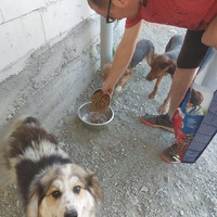 photo de livraison pour UZZŽ "Sretna Šapa"