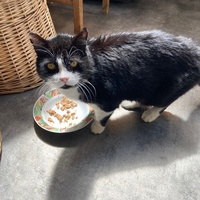 photo de livraison pour STREET CATS