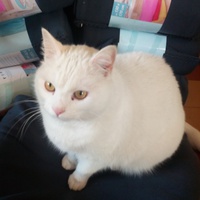 photo de livraison pour 4 Pattes 30