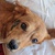 photo animal