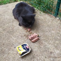 photo de livraison pour ANIMAL ATTITUDE