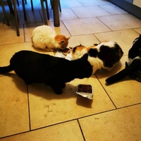 photo de livraison pour Les Chats Libres de Joinville