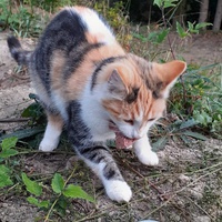 photo de livraison pour APAHC