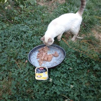 photo de livraison pour Chats errants du val du crenu