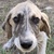 photo animal