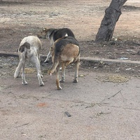 photo de livraison pour Comme Chiens et Chats Maroc