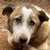 photo animal