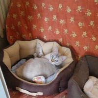 photo de livraison pour FELINS VAGABONDS