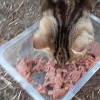 photo de livraison pour Les Chats-Pitresdelavi-Ste