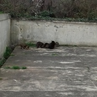 photo de livraison pour Les Psychadelics 