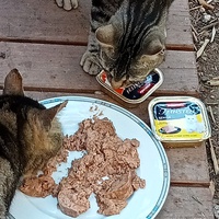 photo de livraison pour Les chats libres de Caro