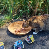 photo de livraison pour Les Chats Libres de Nimes Agglo