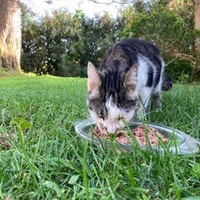 photo de livraison pour STREET CATS