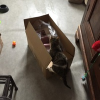 photo de livraison pour Les Chats de Condom 32