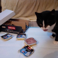 photo de livraison pour Stérilcat 80