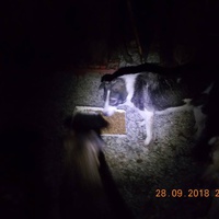 photo de livraison pour Pro Animals Finland ry