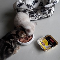 photo de livraison pour Les Chats libres de Fleurance