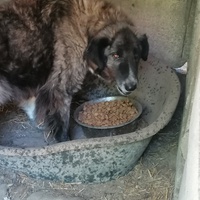 photo de livraison pour asociatia centrul de formare pentru activitati voluntare natura deva