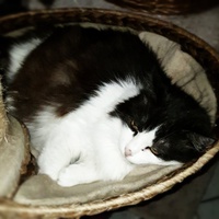 photo de livraison pour L'Ecole du Chat du Mirail