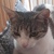 photo animal
