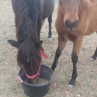 photo de livraison pour Equi-Libre : Droit à la Retraite Equine