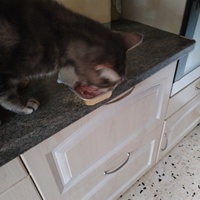 photo de livraison pour Chats Grains d'Amour