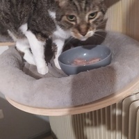 photo de livraison pour Protect Cat