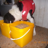 photo de livraison pour Pro Animals Finland ry