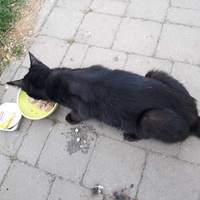 photo de livraison pour Chat Suffit a.sb.l.