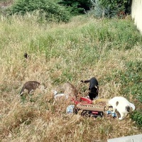 photo de livraison pour Leschatsmartinois