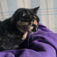 photo de livraison pour Amis de Myrtille