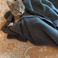 photo de livraison pour Les Chats Libres de la Canterrane