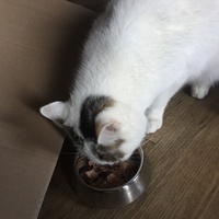 photo de livraison pour Les Chats Libres Condom 32