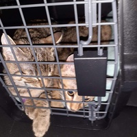 photo de livraison pour Stérilcat 80