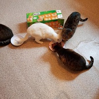 photo de livraison pour Ecole du Chat d’Arbois
