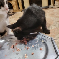 photo de livraison pour Chat de Gout'hier sans Toit