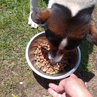 photo de livraison pour Silver Dog Srebrenica