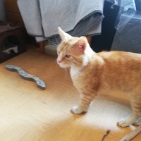 photo de livraison pour Association Chats Errants Ronchin