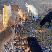 photo de livraison pour 4 Pattes Mogador