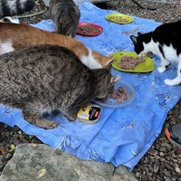 photo de livraison pour Les chats de chez nous