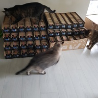 photo de livraison pour La Vraie Magie des Chats