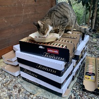 photo de livraison pour Les chats de chez nous