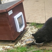 photo de livraison pour Aidons nos Molosses