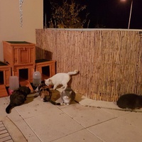 photo de livraison pour Les Aristocats