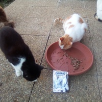 photo de livraison pour Chats errants du val du crenu