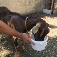 photo de livraison pour La Ferme des Zanimobiles